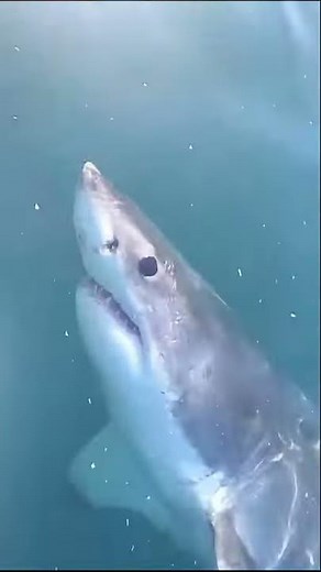 #shorts Ultimate Weird but True SHARK Facts - national geographic kids