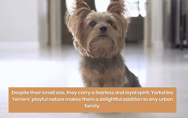 11 Most Popular Dog Breeds in New York City