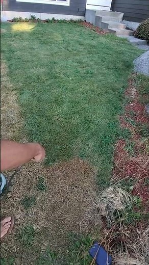 Painting my lawn green! Easy, fast, effective and non-toxic!