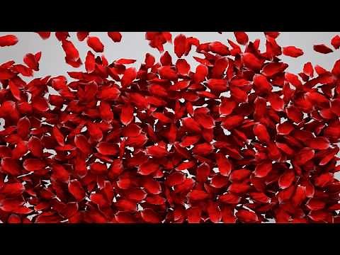 Red rose petals full screen| Background footage | Transition effect | CG| Free
