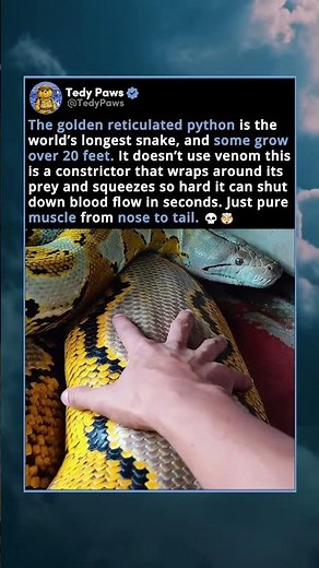 The Golden Reticulated Python Is The World's Longest Snake.