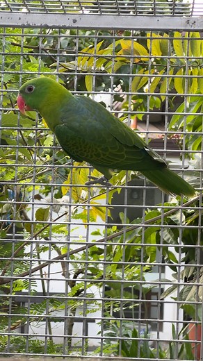 Blue-backed Parrot (Tanygnathus everetti) — a Philippine endemic parrot found only in our islands, known for its striking blue back and green body. Vulnerable due to habitat loss. | Myko's Aviary