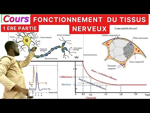 SVT#Functioning of nervous tissue#Part 1#Nervous structure//Tle S