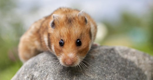 Hamster vs Guinea Pig: What Are the Differences?