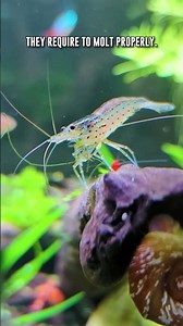 Molting Issues Can KILL Your Aquarium Shrimp - Here's How!