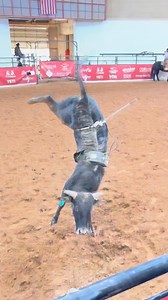 Do you remember 604-D10 Belladonna? She won nearly $40,000 in competition her yearling year. This is her first calf, Barr 404 who turned in a score 88.40 points to split the win in the Cowgirls division of the ABBI event in Fort Worth, Texas for Jim & Shannon Barr / Hookin W Ranch. 404 is sired by 112 Set ‘Em Up Joe (Page 83B) who won over $30,000 in competition himself. | Bucking Stock News