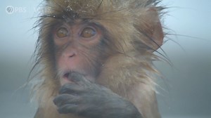 Enjoy some of the most soothing moments from this season of NATURE. | West Virginia Public Broadcasting