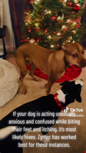 Dog Hives in Puppies: Causes and Remedies