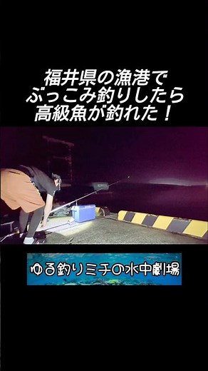 【ぶっこみ釣り】福井県の漁港でぶっこみ釣りしたら高級魚が釣れた！ #水中映像 #ぶっこみ釣り #サビキ釣り #高級魚