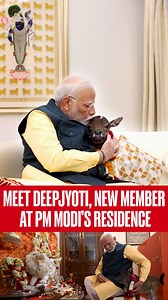 Meet New Member At PM Modi's Residence, 'Deepjyoti' Prime Minister Narendra Modi on September 14 welcomed ‘Deepjyoti’, a new member in the family at 7 Lok Kalyan Marg. Taking to X, PM Modi wrote “It is said in our scriptures – ‘Gaav: Sarvasukha Prada’. There has been an auspicious arrival of a new member in the Prime Minister Family on Lok Kalyan Marg. In the Prime Minister’s residence, mother cow has given birth to a new calf, which has a symbol of light on its forehead. I have named it ‘Deepjy