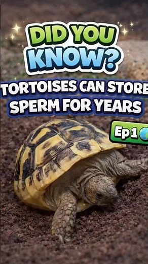 Did You Know Tortoises Can Store Sperm For YEARS? 🐢