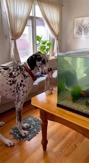 Heroic Dog Saves Kitten A dog's quick action saves a kitten from a fish tank! #fblifestyle #AI Generated using Kling AI . . . (For entertainment purposes only. Consult professionals if guidance on activities is presented. No brand affiliation is implied if any are shown. If inspired by true events, creative adaptations may be included. Content may include public footage.) | Fabiosa Daily