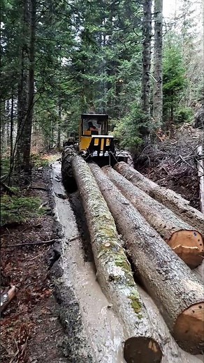 LKT 81 Turbo im Wald 🌲❄️ Holztransport #lkt81 #forstwirtschaft #holztransport #holzrueckung #lkt