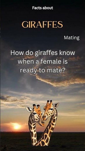 Giraffe Fact 48 - How do giraffes know when a female is ready to mate?