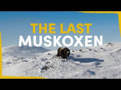 How We Found The Last Swedish Muskoxen