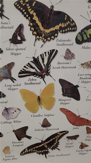 The cheapest butterfly field trip in Florida.