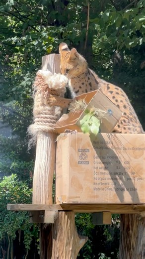 🦒 Défi enrichissement 🦒 Nos soigneurs ont imaginé et fabriqué un enrichissement… pas comme les autres 😄 Une grande girafe baptisée “Filipa”, spécialement conçue pour stimuler nos félins et éveiller leur curiosité. Et parce que les bonnes idées se partagent… 👉 Notre soigneur Fabio lance le défi à trois autres parcs : Zoo African Safari , Zoo de La Flèche et Tonga Terre d'Accueil l ! À vous de jouer 😉 ! | Zoo d'Amnéville