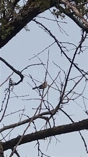 Texas Mockingbird #birdsounds #Mockingbird #bird song # Texas State Bird # Northern Mockingbird