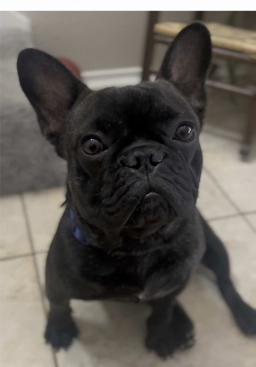 Teach Your French Bulldog Handshake Tricks Easily