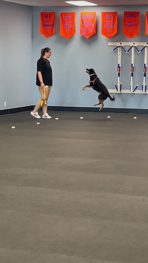  Scent work = pure joy! Our pups love putting their sniffers to work — it builds confidence, burns energy, and keeps their brains buzzing. Plus, watching them search is just plain adorable.  Let’s get those noses moving! ✨ #sniffsniff #caninenosework #blindsearch #sniff #scent #akc #zoomroomhb #huntingtonbeach #surfcitydogs #hbdogs | Zoom Room Dog Training | Facebook