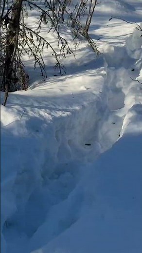 Alaskan wolf trapping #alaska #alaskahomestead #homestead #mountainmen