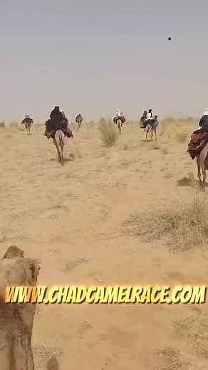 🐪✨ The Chadian Camel Racing Federation (FTCD) stands at the heart of one of Chad’s most cherished traditions—camel racing! 🏆🇹🇩 For generations, camel racing has been an emblem of strength, endurance, and pride, deeply woven into the fabric of Chadian culture and history. 🐫🔥 In Chad, these majestic animals are more than just racers; they symbolize the spirit of the desert, the heritage of our people, and the unity of our communities. FTCD is proud to preserve and promote this incredible leg