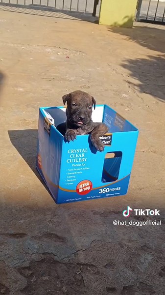 Hilarious Jamaican Skit Comedy Featuring Mafia's Son 'Hallowpoint'