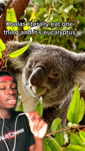 500k likes and I’ll share 10 amazing things! 🌟🐾 #nature #animals #facts | Mndiaye