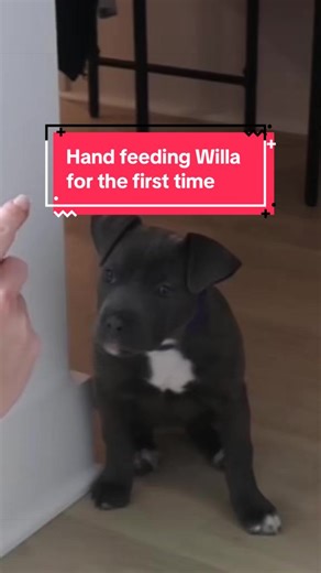 The best decision I ever made was feeding Willa using my hands. Hand feeding your puppy builds trust and positive associations with people around food. It teaches them that hands near their bowl mean good things, which can help prevent food aggression and resource guarding as they grow! #puppiesoftiktok #pittiesoftiktok #staffysoftiktok