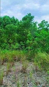 Green view of nature #nature #tree #relaxing