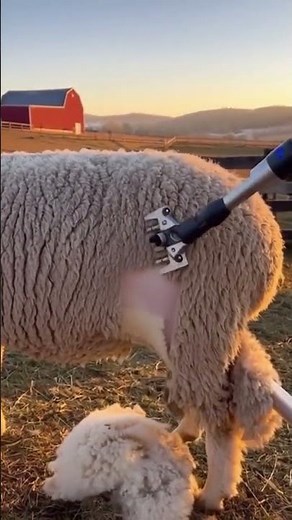 AI vs Humans: Sheep Shearing Revolution