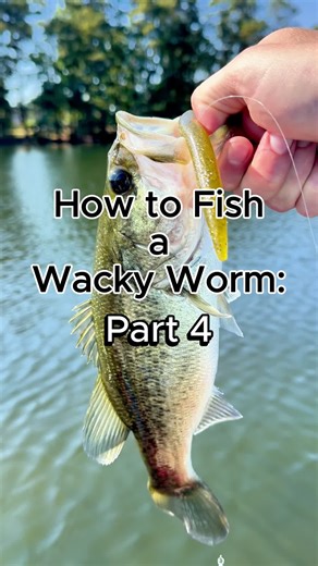 How to fish a wacky worm - Part 4 - the best reel and line selection #fishing #wackyworm #wackyrig