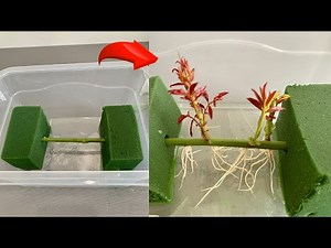 How to root rose cuttings simply with water | Rose propagation