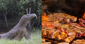 Colombiana en Australia recibió sorpresiva leccción sobre los animales potencialmente peligrosos que pueden llegar a su casa