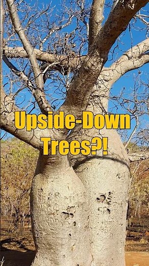 Australia’s Upside-Down Trees: The Amazing Boab Tree Explained! #shorts