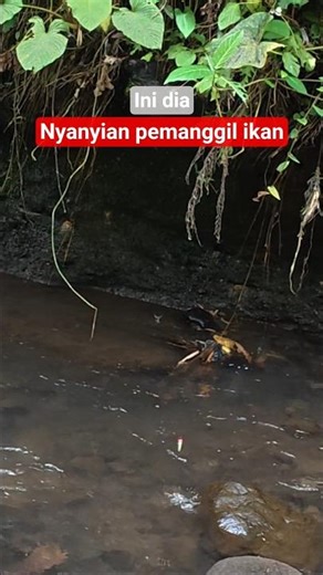 🍃 HERE'S THE FISH CALLING SONG 💥 #bangzulmancing #fishing #fishing #mancinguceng #microfishing