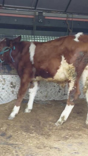 5.8K views · 23 reactions | Al yeni geldi tosun ve duve bize hayırlı olsun suan vitrınde | Tamer Nuray Akçay | Facebook