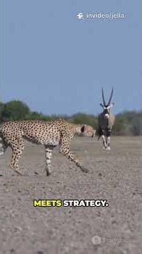 Tiger Chasing Deer in Action!