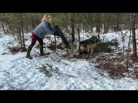 Wisconsin Gray Wolf Released Unharmed from humane Bridger #2 Foothold Trap