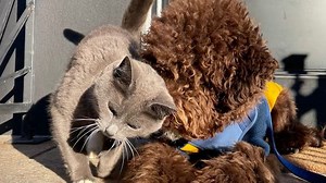 Consumer Reports: Best-rated pet insurance for your best friend