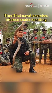 In a joint naval training exercise between China and Thailand, personnel undergo rigorous field survival training, with the ultimate test involving the capture and handling of venomous snakes. This gripping hands-on session showcases the raw courage and honed skills necessary to overcome potentially lethal real-world scenarios. #Trending For more: https://english.cctv.com/ | CCTV