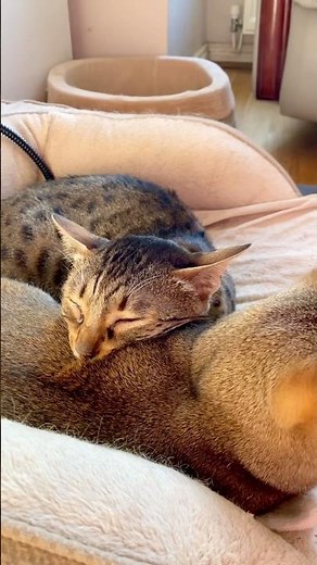 Cat Cuddle Diaries - Day 38