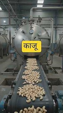 How Millions of Cashews Are Processed Every Day | Cashew Factory Documentary