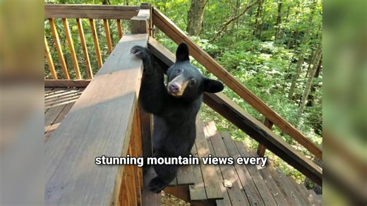 Embark on a virtual journey to discover the epitome of a private, rustic getaway nestled deep in the heart of Sevierville, Tennessee. This video tour unveils the 'Very Private Log Cabin with Hot Tub,' a true sanctuary designed for those seeking peace, tranquility, and an authentic mountain experience. Forget the hustle and bustle; here, you'll find yourself surrounded by over 100 acres of pristine forest, offering an unparalleled sense of seclusion and serenity. Imagine stepping into a charming 