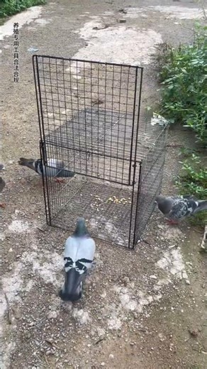 🕊️ Peaceful Village Life 🏡 | Beautiful Pigeon Cage Setup 😍✨ #pigeon #pets #setup