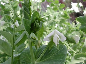 Pulse School: Managing Ascochyta Blight in Field Peas