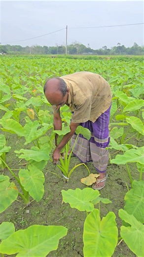 লতির ফলন বাড়ানোর পদ্ধতি