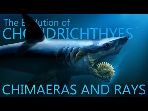 Evolution of Chimaeras and rays