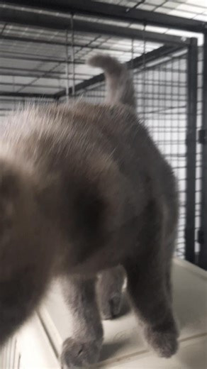 Athos, chaton chartreux, curieux et câlin à l'adoption très prochainement🤩 au Refuge Autunois "Les Amis des Bêtes" #adoptionresponsable #autun #Saoneetloire #chatonsmignons @chatonsaladoption | Refuge Autunois "Les Amis des Bêtes"