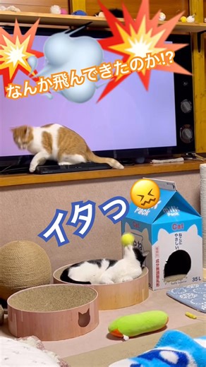 ビビり猫#shorts#catshorts#うち猫の日常#まねこ#cat#保護猫#元野良猫#おもしろ#funny#かわいい#猫動画#catlove#catlife#catvideos#猫のいる暮らし